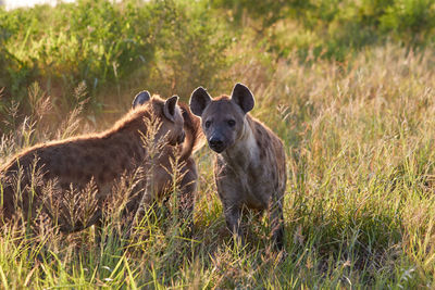 Clan of spotted hyena in the golden hour