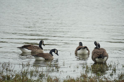 Ducks swimming in lake