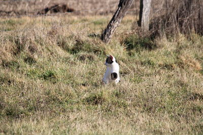 Dog standing on field