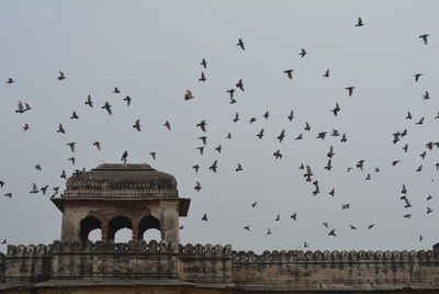 Flock of birds flying against the sky