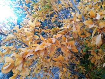 Close-up of maple leaves