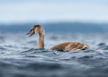 Juvenile swan swimming in choppy sea