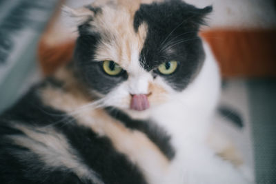 Close-up portrait of cat at home