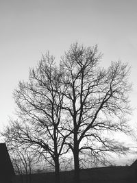 Low angle view of bare tree against clear sky