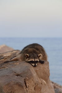 Close-up of rabbit on sea shore against sky