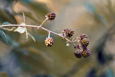 Close-up of red berries on plant