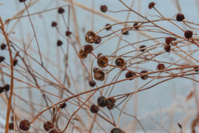 Close-up of dried flowers on tree