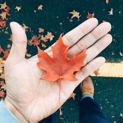 High angle view of person standing on maple leaf during autumn