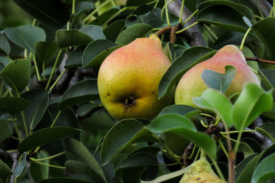 Close-up of pears on tree