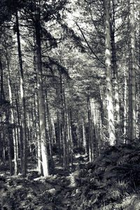 Trees growing in forest