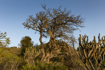 Low angle view of trees on field against clear sky