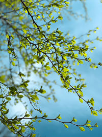 Low angle view of flowering plant against sky