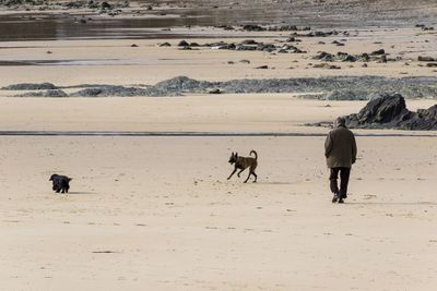 Horse on sand at beach against sky