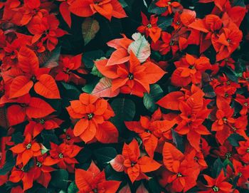 Close-up of christmas poinsettia plants