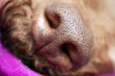 Close-up of dog sleeping