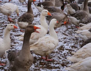 Ducks on a field