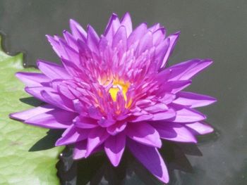 Close-up of pink flower