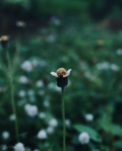 Close-up of wilted flower on land