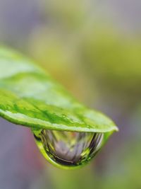 Close-up of raindrops on leaf