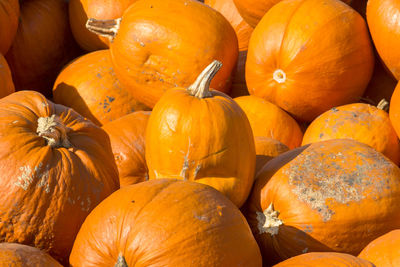 Close-up of pumpkins for sale at market stall