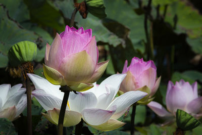 Close-up of pink water lily