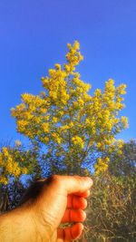 Close-up of hand against clear blue sky