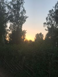 Trees on field against sky at sunset