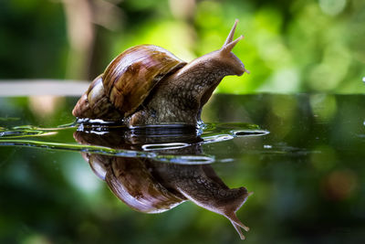 Close-up of snail with reflection on wet glass