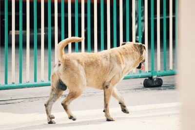 Dog running