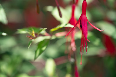 Close-up of red flowering plant