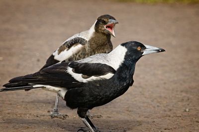 Close-up of duck on field