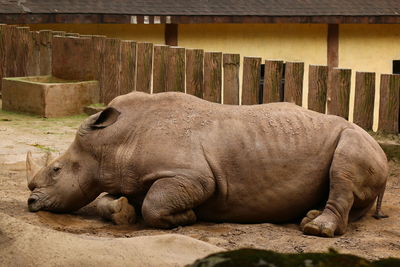 Rhinoceros in captivity
