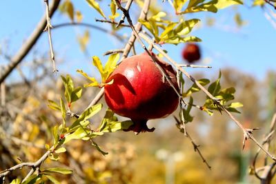 fruit