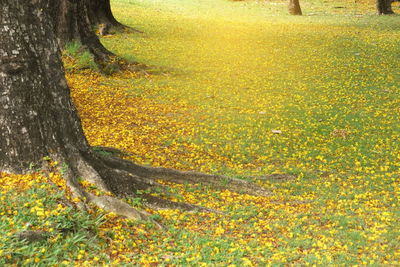 Yellow tree in forest