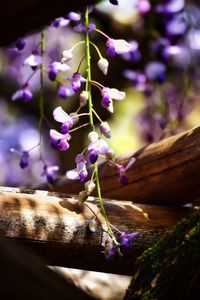 Close-up of purple flower