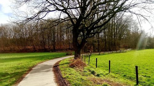 Dirt road amidst bare trees on field