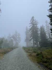 Road amidst trees in forest against sky