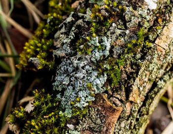 Close-up of moss growing on tree trunk