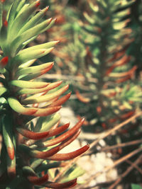 Close-up of plant