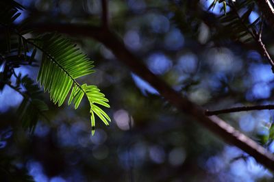 Low angle view of palm tree