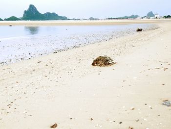 Scenic view of beach