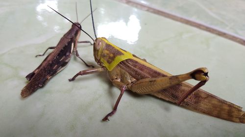 High angle view of insect on table