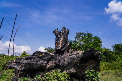 Low angle view of dead tree against sky