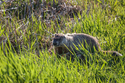 Sheep in grass