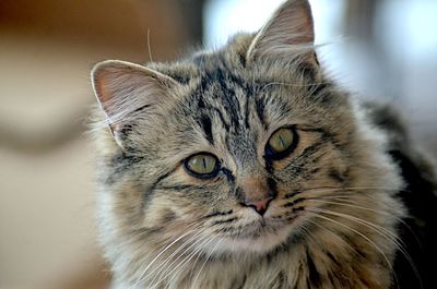 Close-up portrait of cat