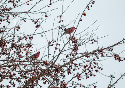 Low angle view of cherry tree