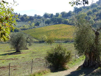 Scenic view of field against sky