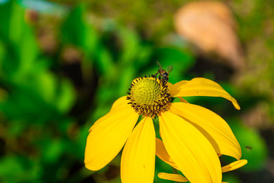 Close-up of insect on yellow flower