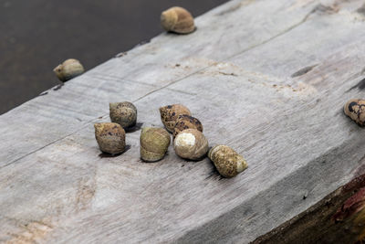 High angle view of snail shells on rail 