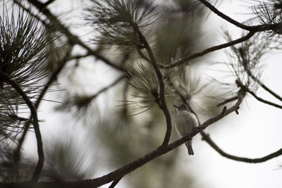 Close-up of bird on branch